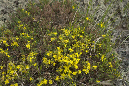 Image of woolly beachheather