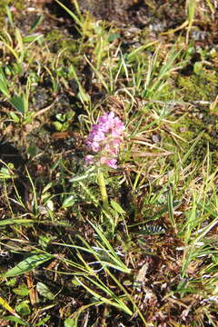 Imagem de Pedicularis arctoeuropaea (Hultén) U. Molau & D. F. Murray