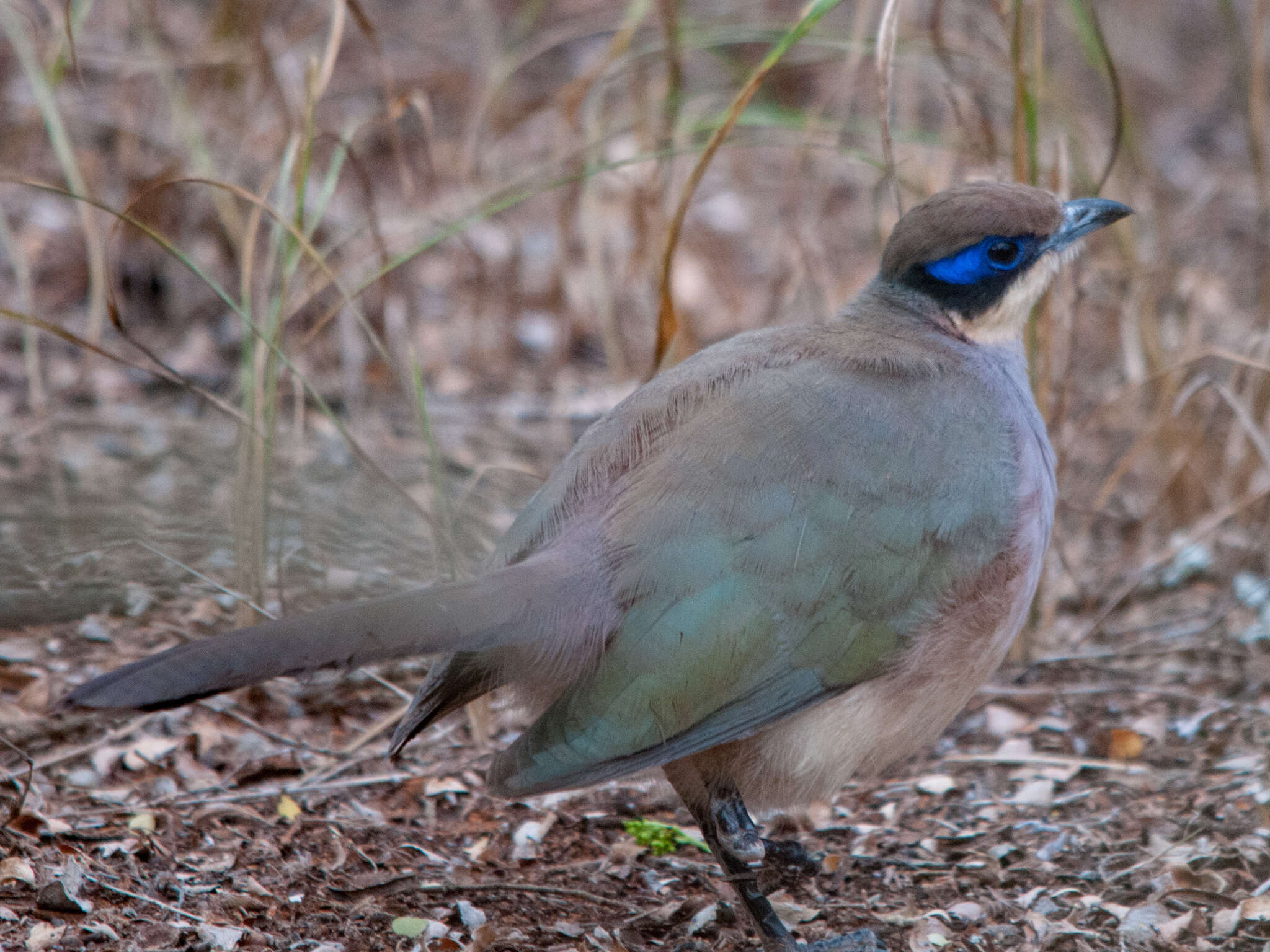 Image of Coua ruficeps olivaceiceps (Sharpe 1873)