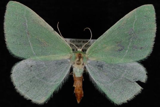Image of <i>Chlorosea nevadaria</i> Packard 1873