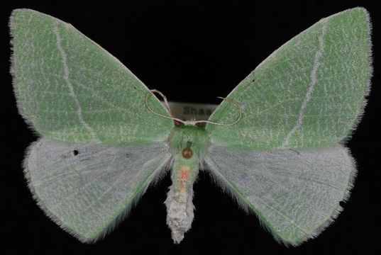 Image of <i>Chlorosea nevadaria</i> Packard 1873