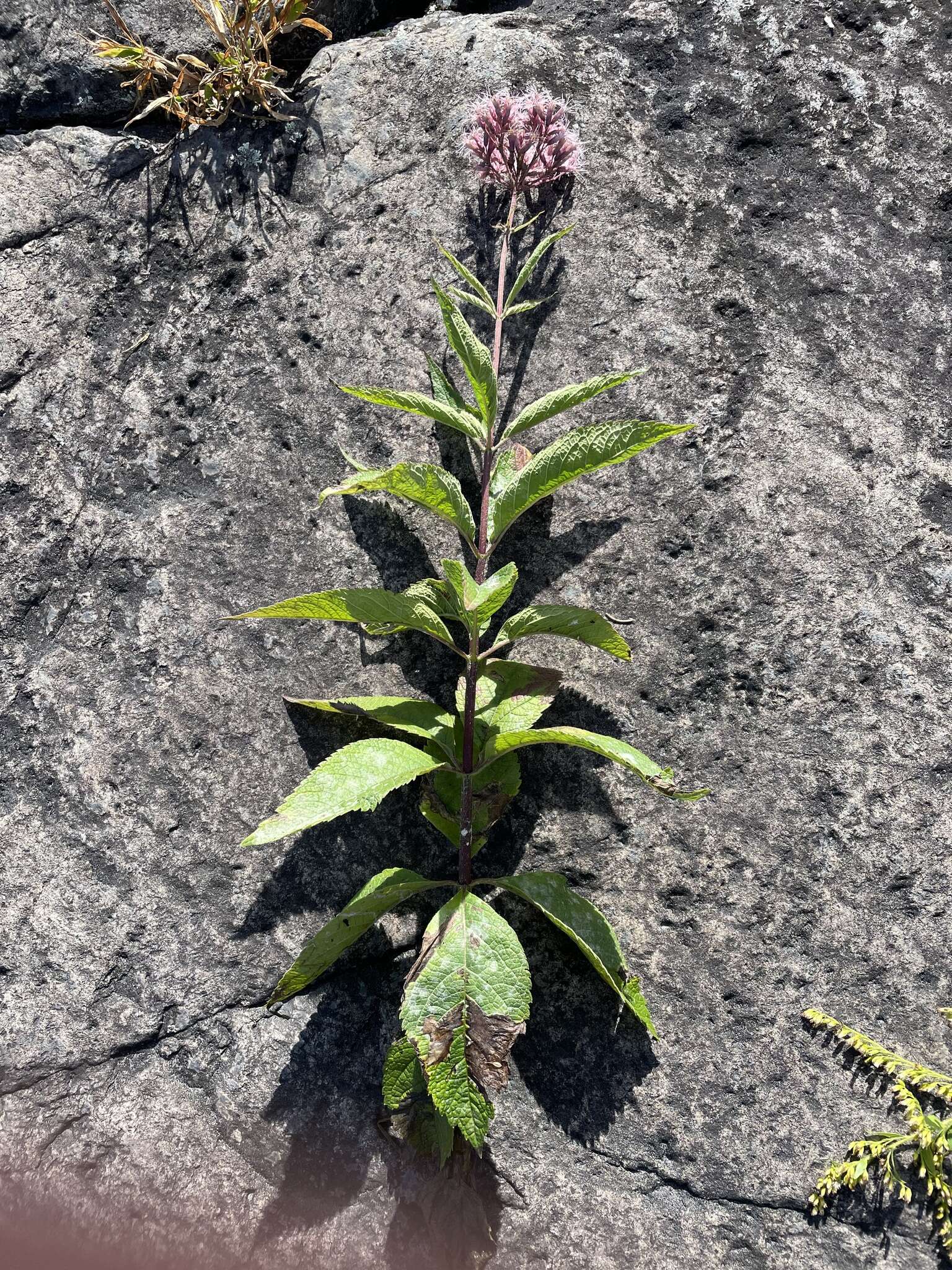 Image of Spotted Trumpetweed