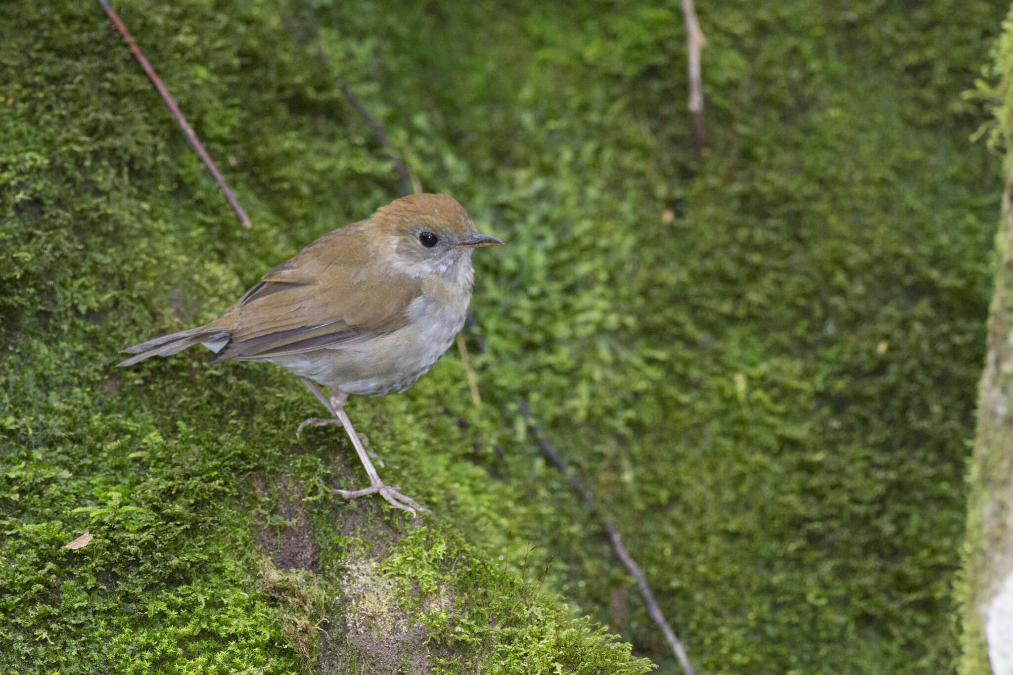 Image of Ruddy-capped Nightingale-Thrush