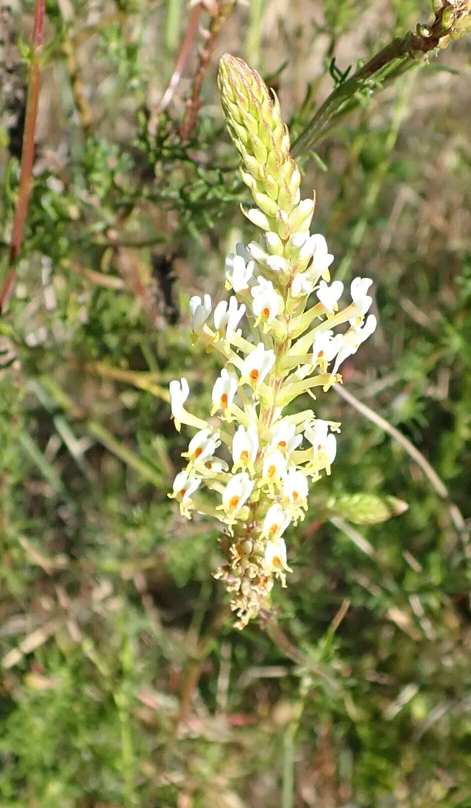 Sivun Hebenstretia integrifolia L. kuva