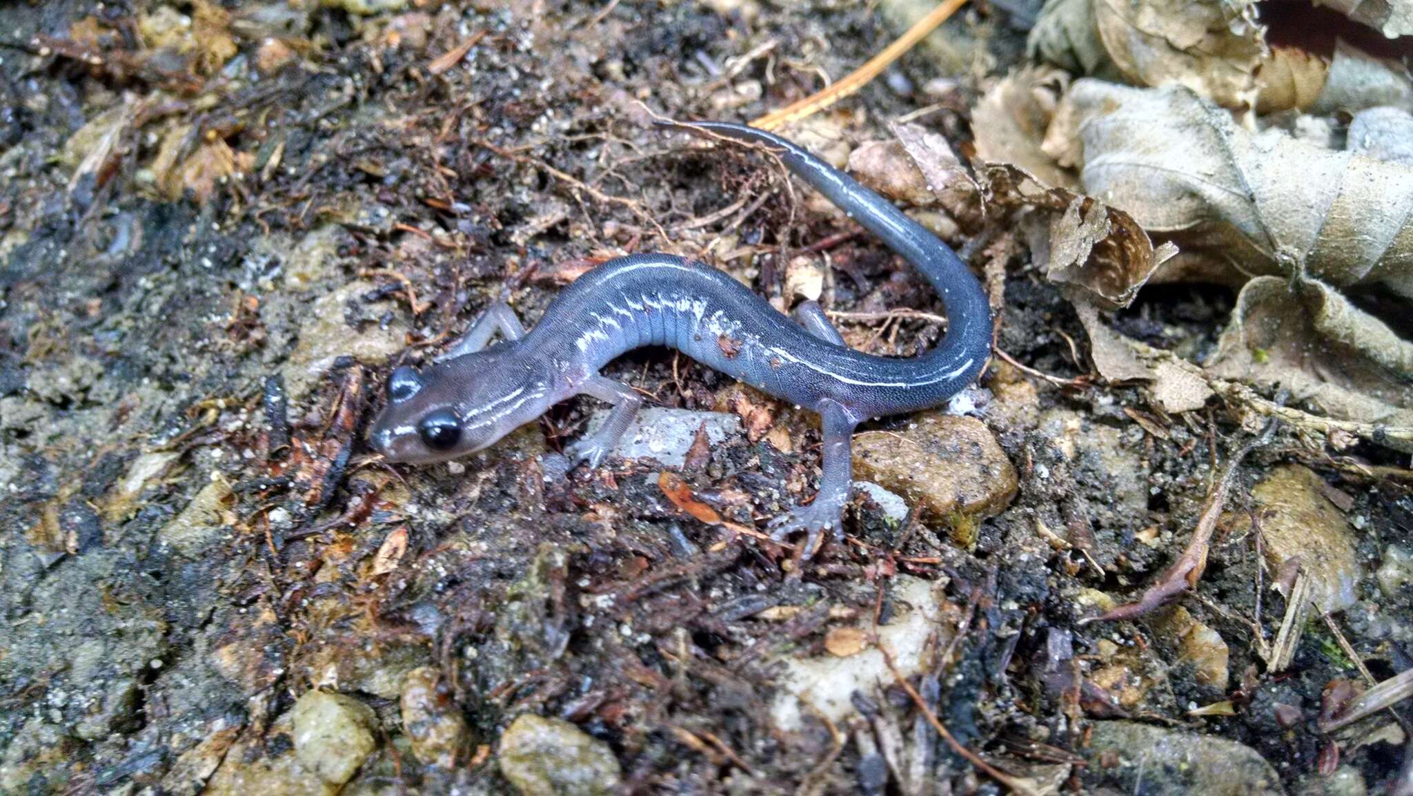 Image of Northern Gray-cheeked Salamander