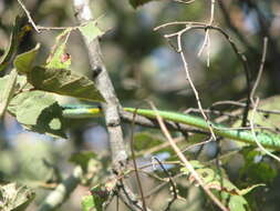 صورة Leptophis diplotropis (Günther 1872)