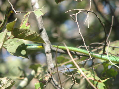 صورة Leptophis diplotropis (Günther 1872)