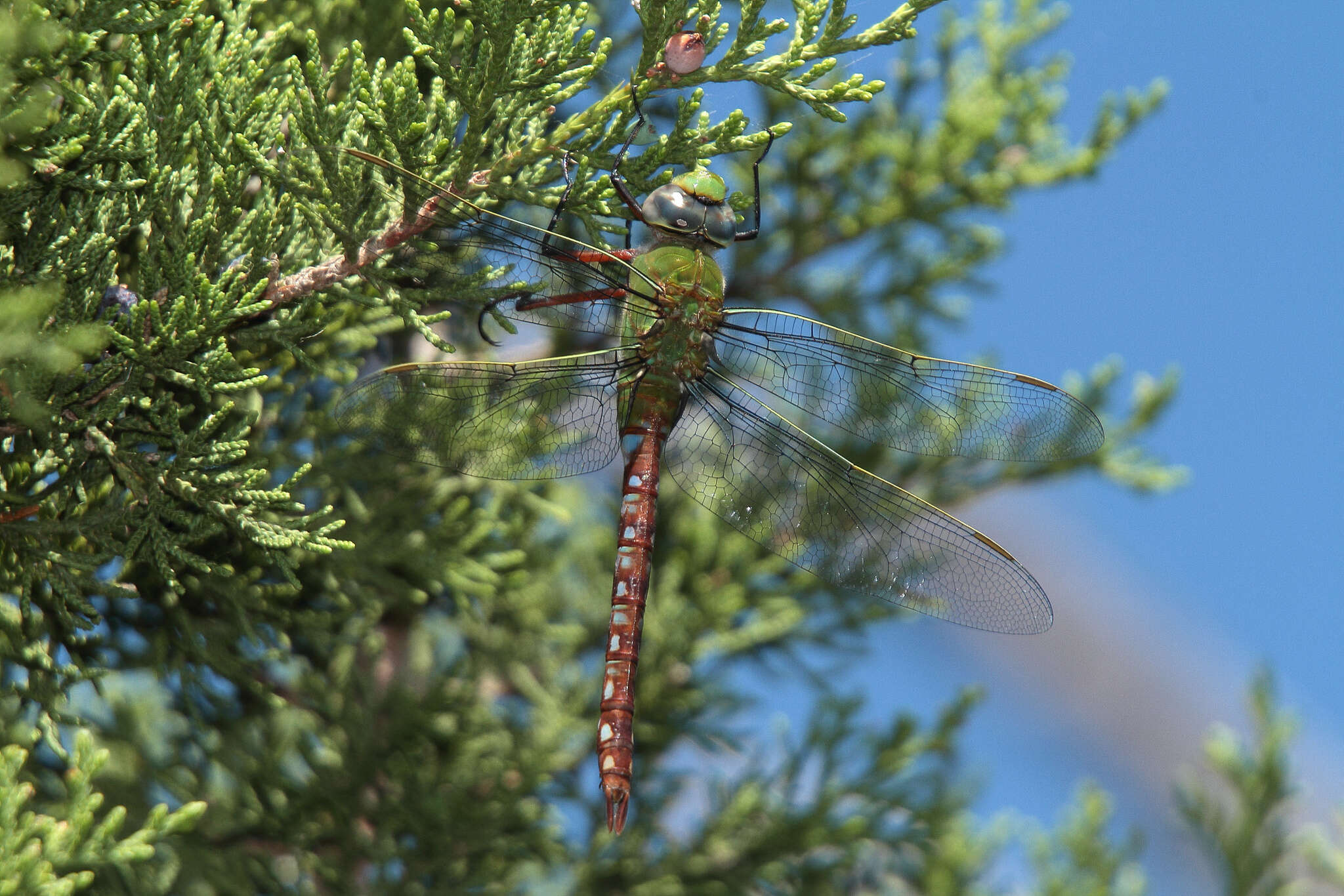 Image of Comet Darner