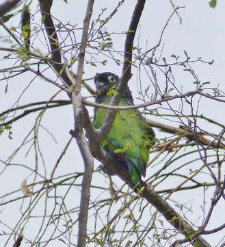 Pionus maximiliani (Kuhl 1820)的圖片