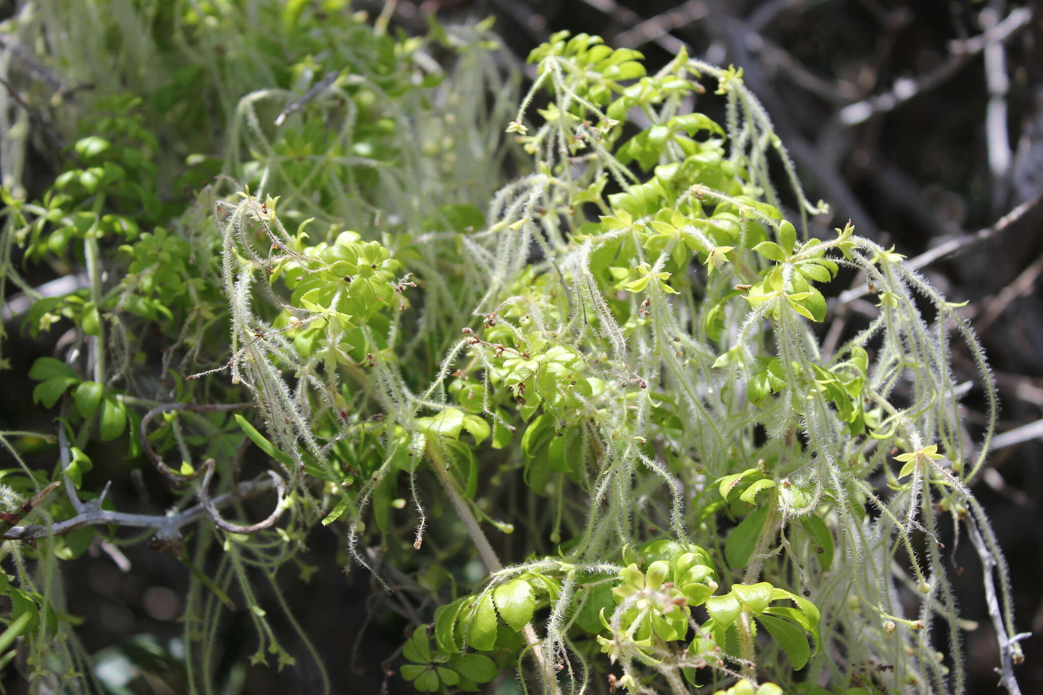 Image of Galium tomentosum Thunb.