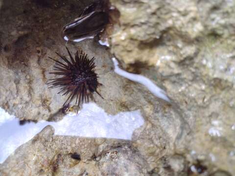 Imagem de Echinometra viridis A. Agassiz 1863