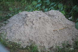 Image of Texas Pocket Gopher