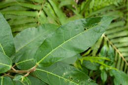 Image of Ficus cumingii Miq.