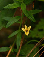 Sivun Monopsis stellarioides subsp. schimperana (Urb.) Thulin kuva