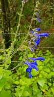 Salvia vitifolia Benth. resmi