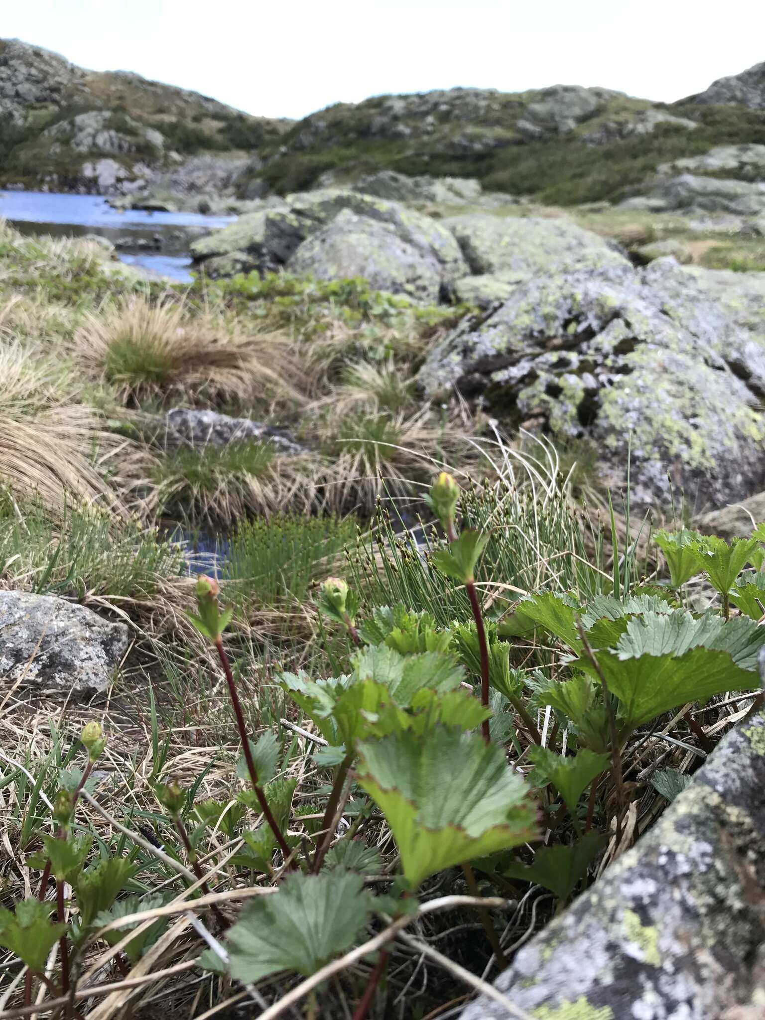 Image of Mountain Avens