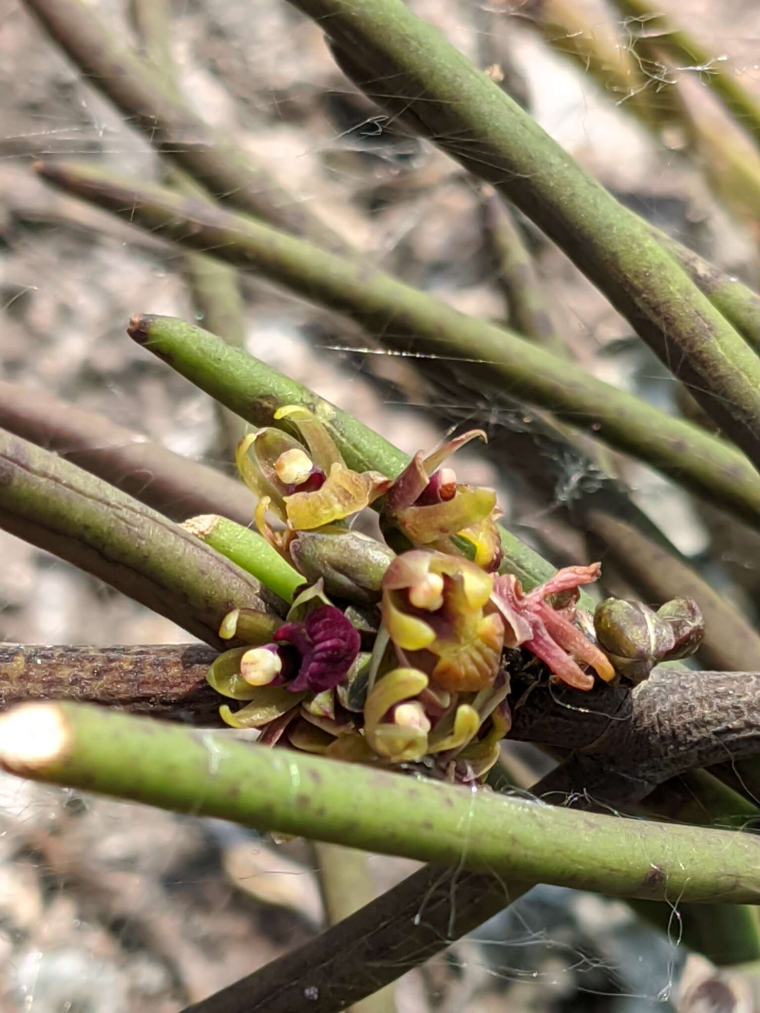 Image of Luisia trichorrhiza (Hook.) Blume