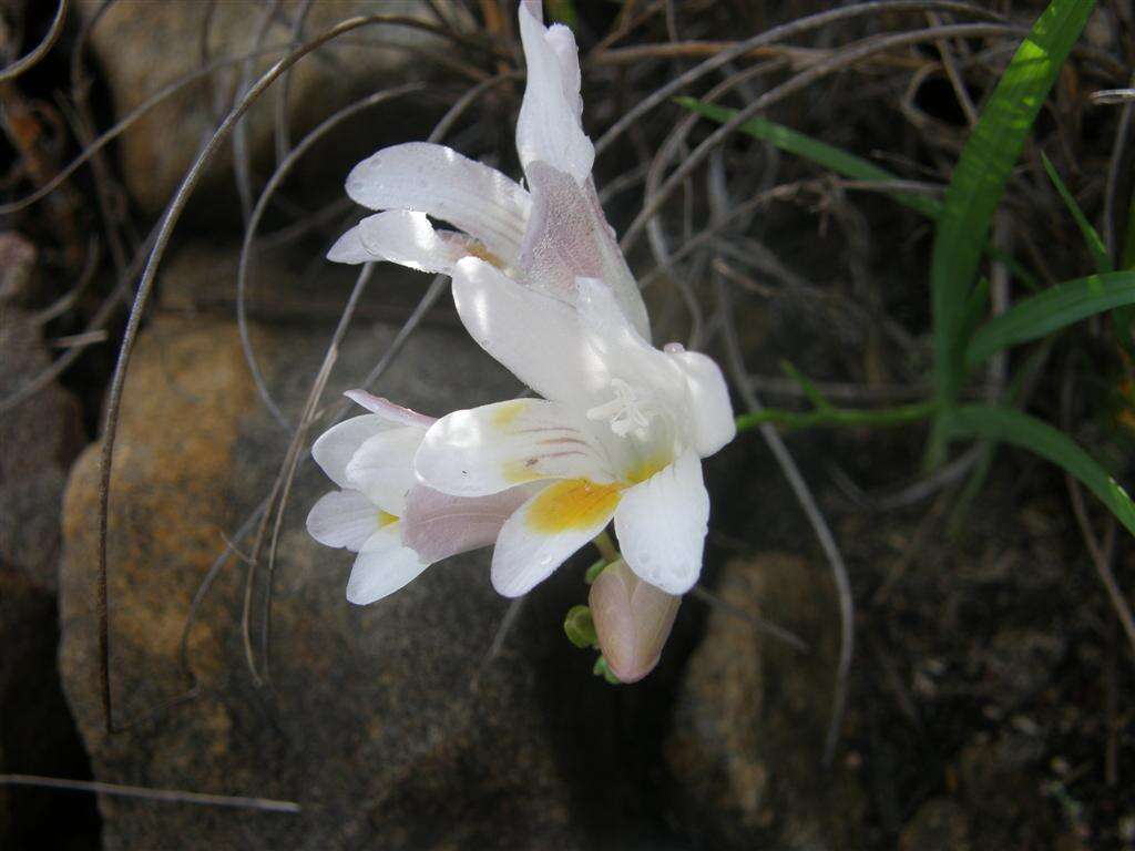 Image of Freesia caryophyllacea (Burm. fil.) N. E. Br.