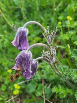 Image of Pulsatilla violacea Rupr.