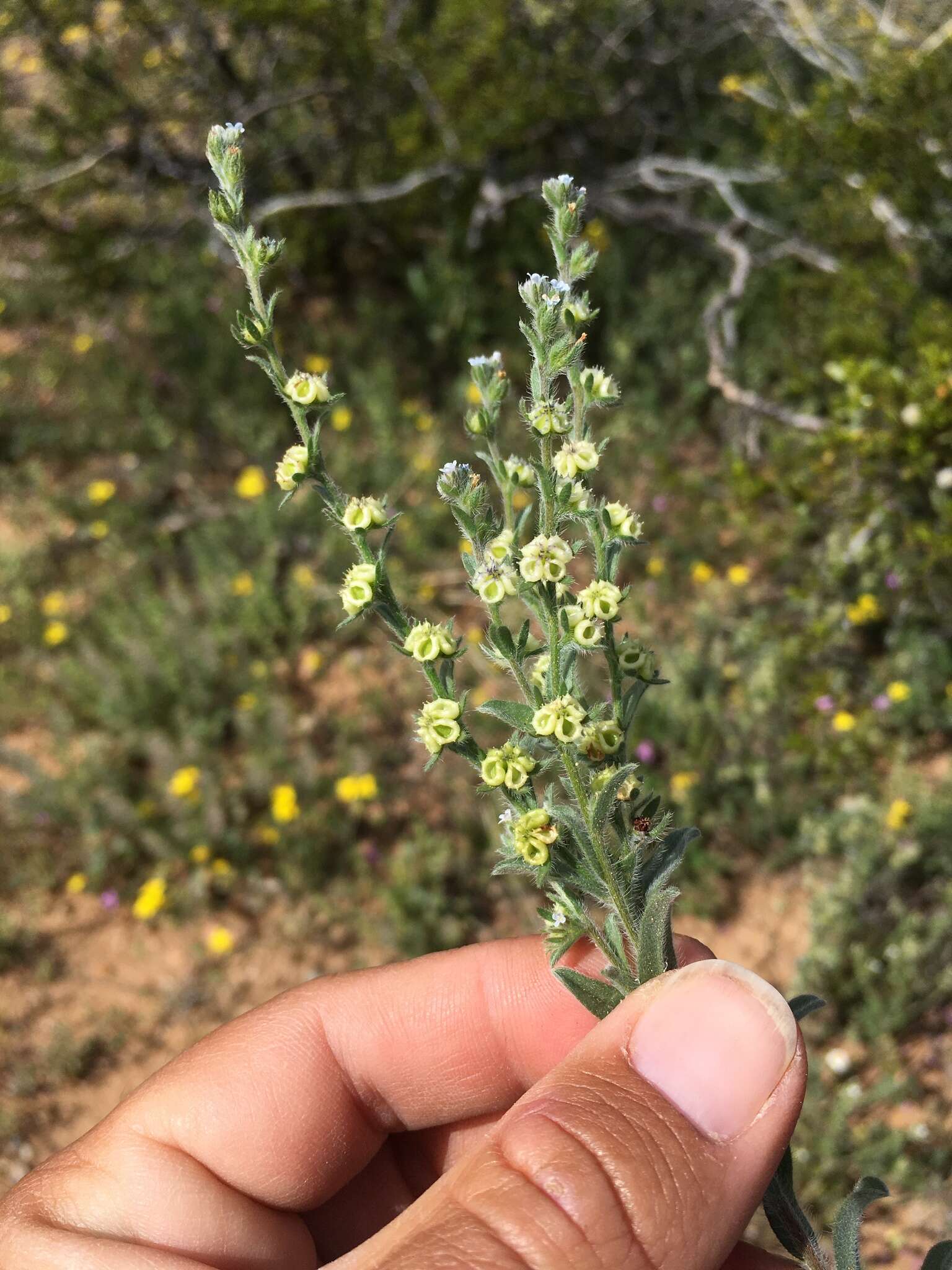 Lappula occidentalis var. cupulata (A. Gray) Higgins resmi