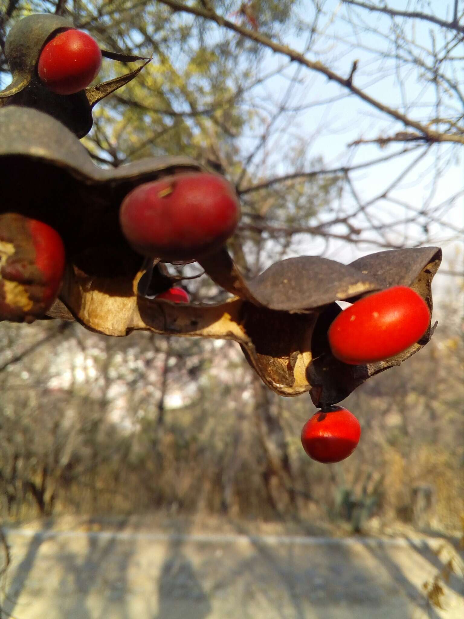 Image de Erythrina americana Mill.