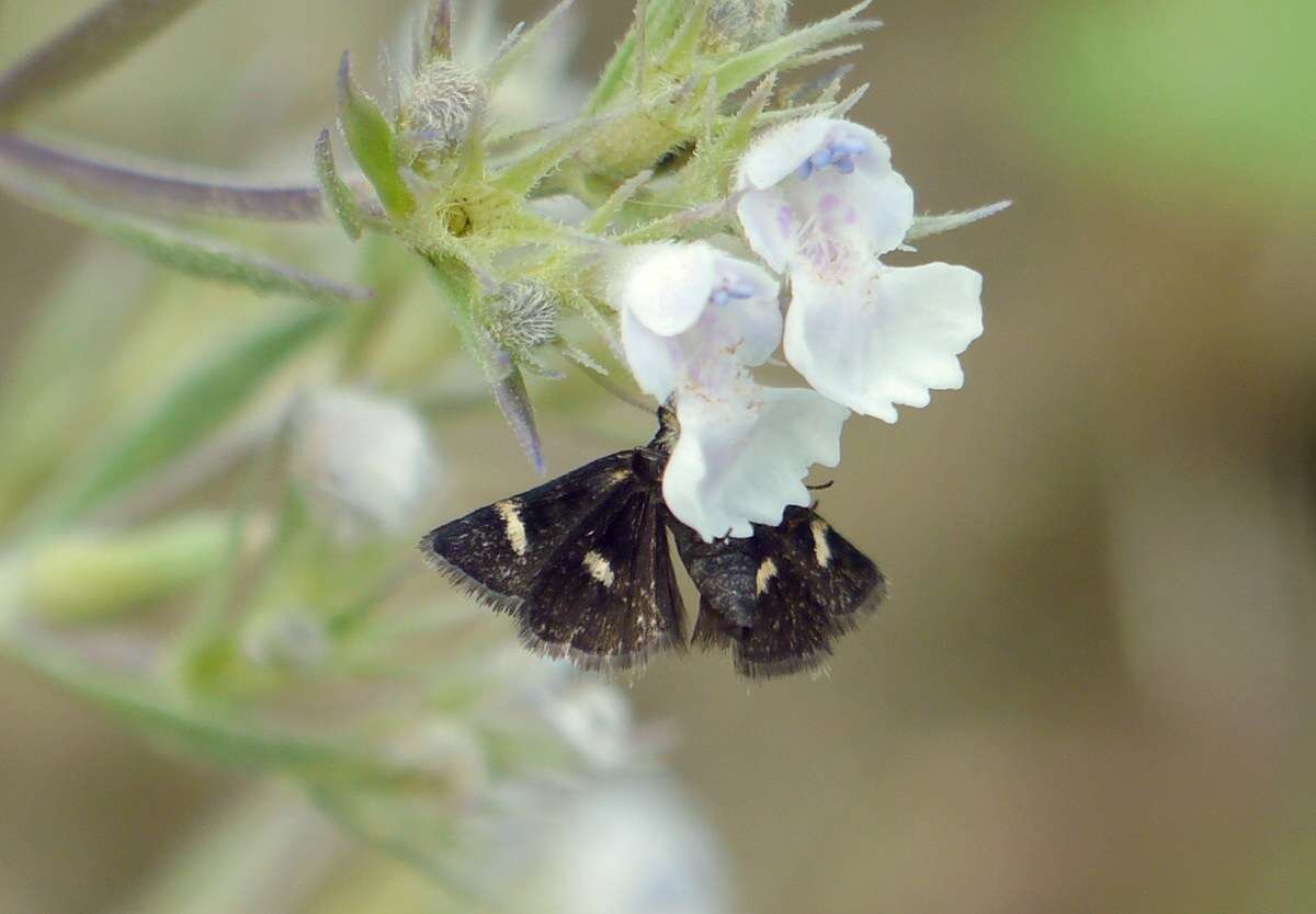 Image de Heliothela wulfeniana Scopoli 1763