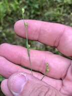 Image of stiff yellow flax