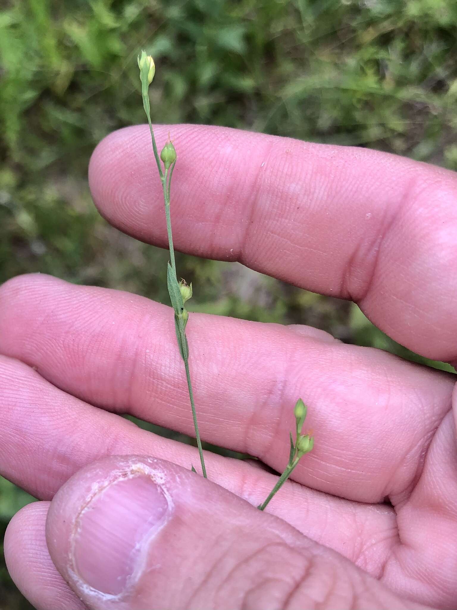 Image of stiff yellow flax