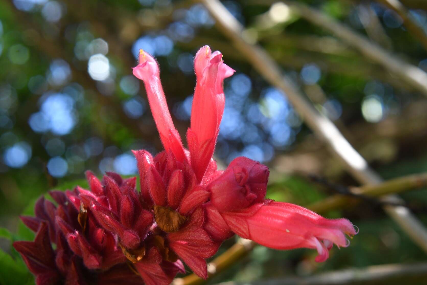 Image of Salvia wagneriana Pol.