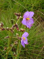 Image of Dissotis grandiflora (Sm.) Benth.