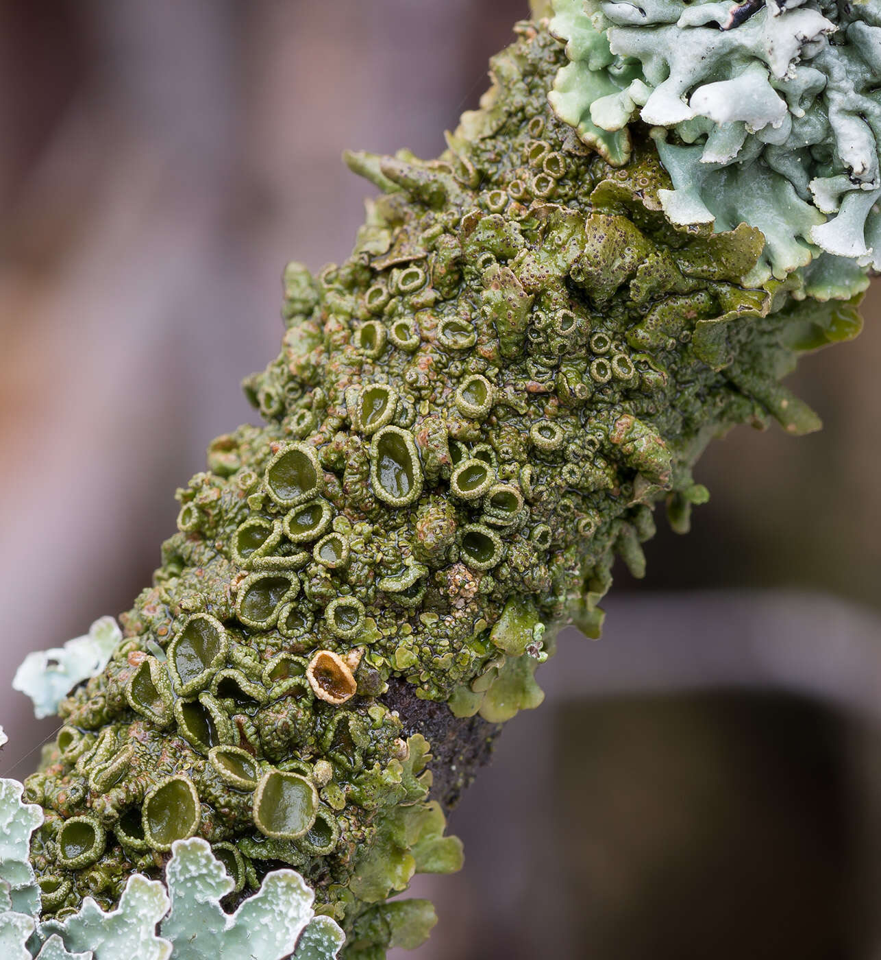 Image of melanelia lichen