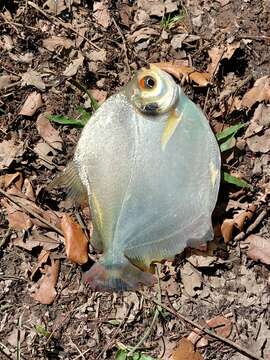 Image of Silver Dollar fish