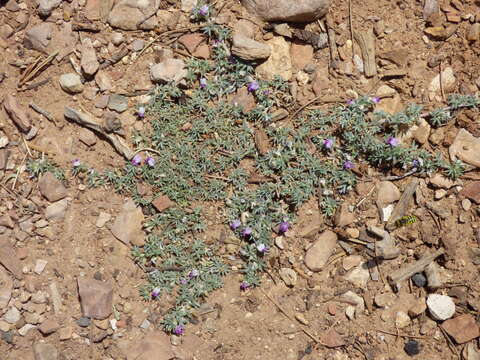 Image of spiny milkvetch