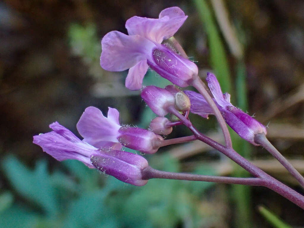 Image de Boechera breweri subsp. shastaensis Windham & Al-Shehbaz