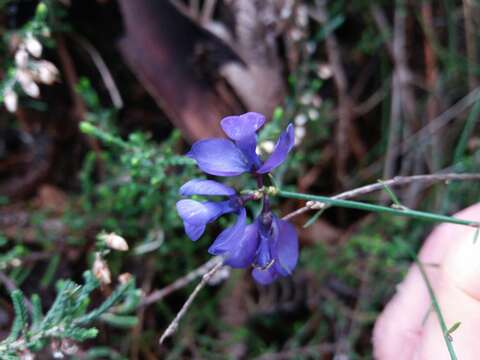 Polygala microphylla L.的圖片