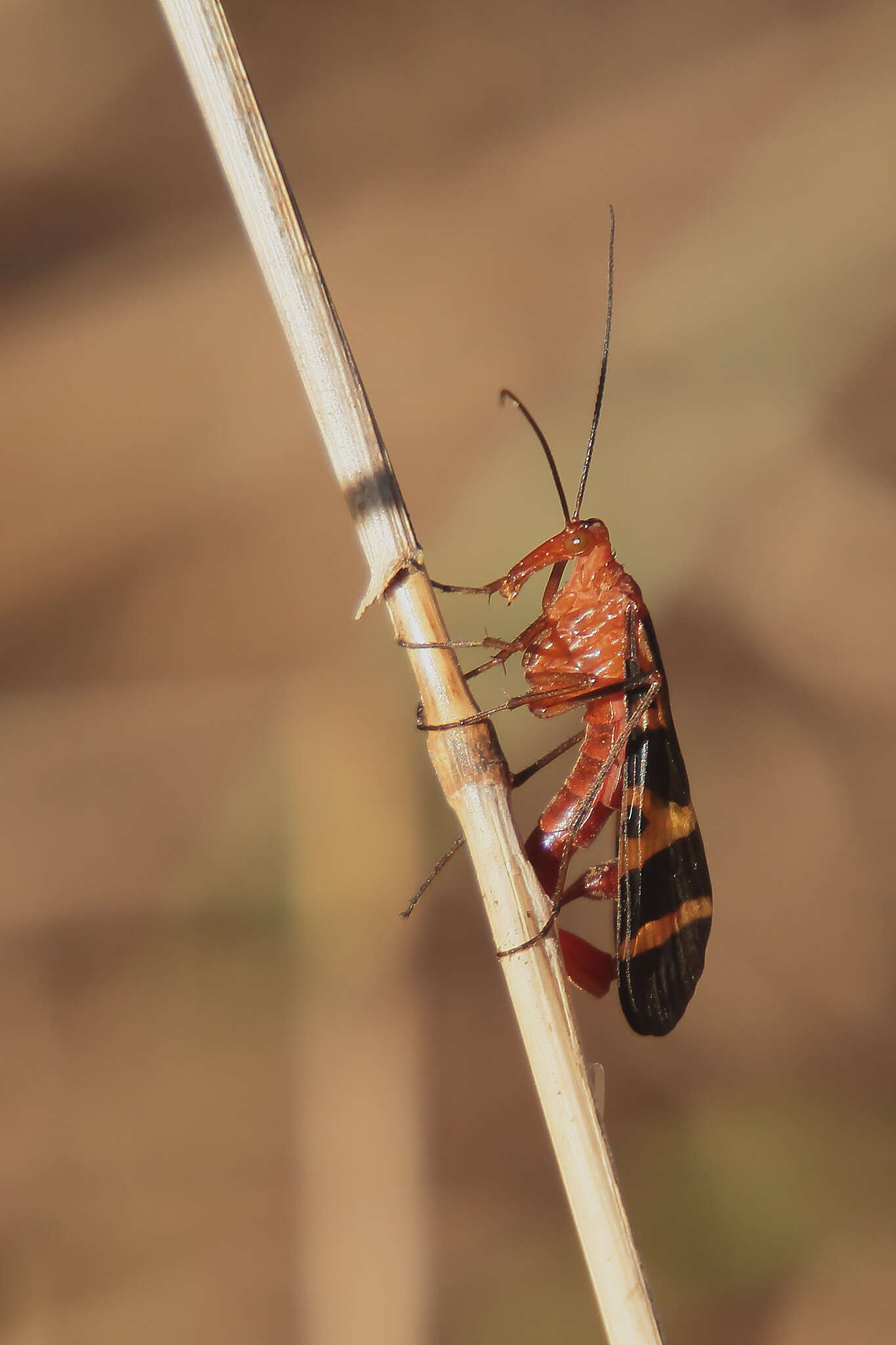 Image of Panorpa nuptialis Gerstaecker 1863