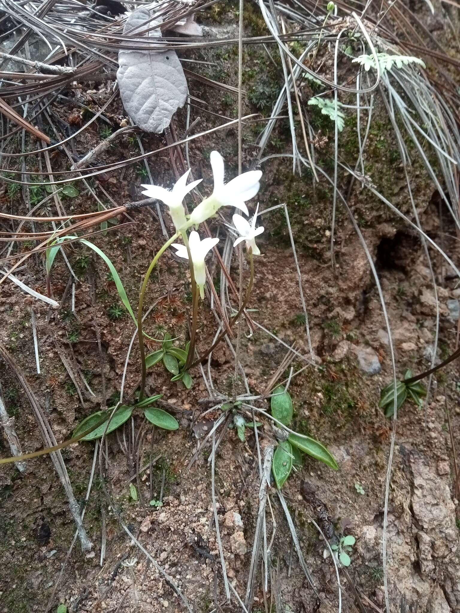 Image of Pinguicula parvifolia Robinson