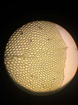 Image of naked rhizomnium moss