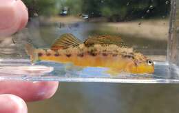 Слика од Etheostoma flavum Etnier & Bailey 1989