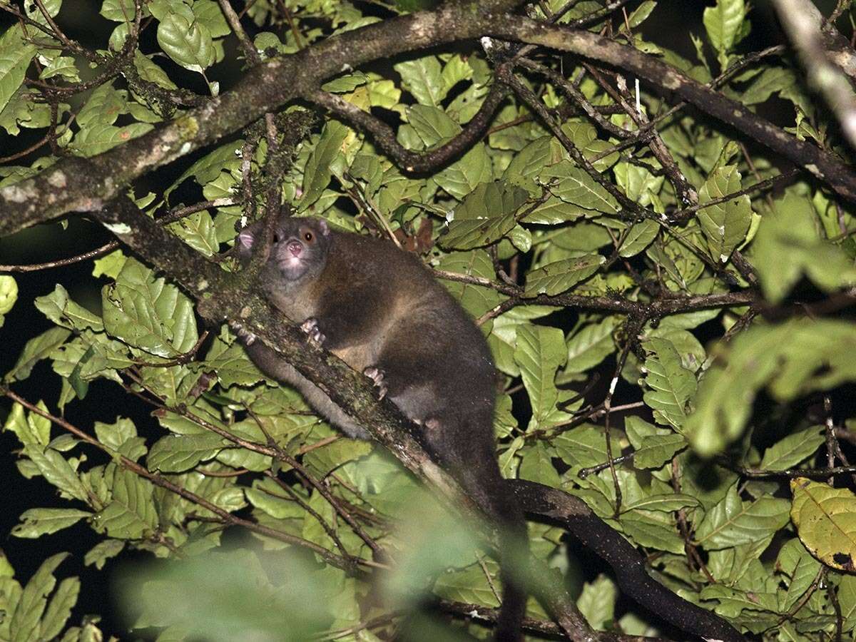 Image of Lemur-like Ringtail