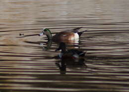 Image of American Wigeon