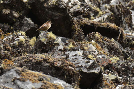 Image of White-winged Cinclodes