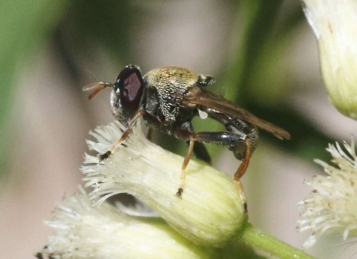 صورة Lepidomyia micheneri (Fluke 1953)