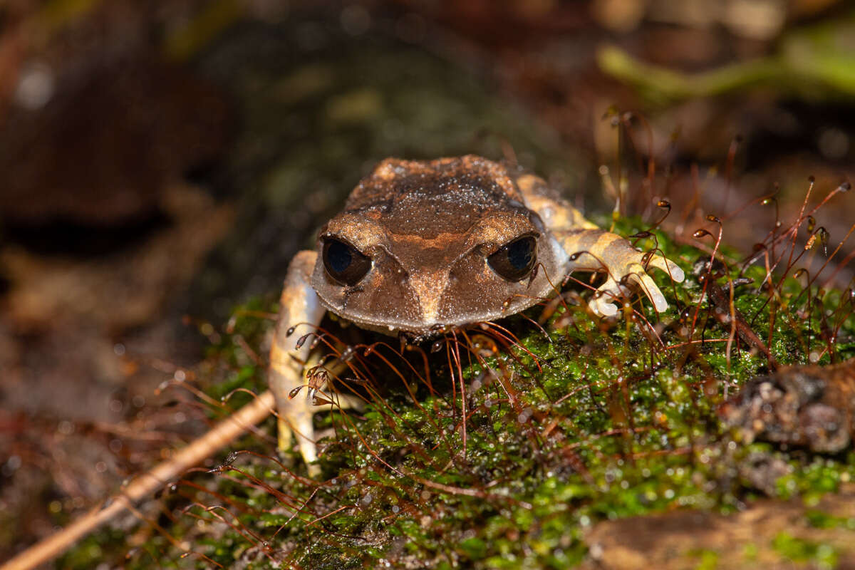 Image of Montane Litter Frog