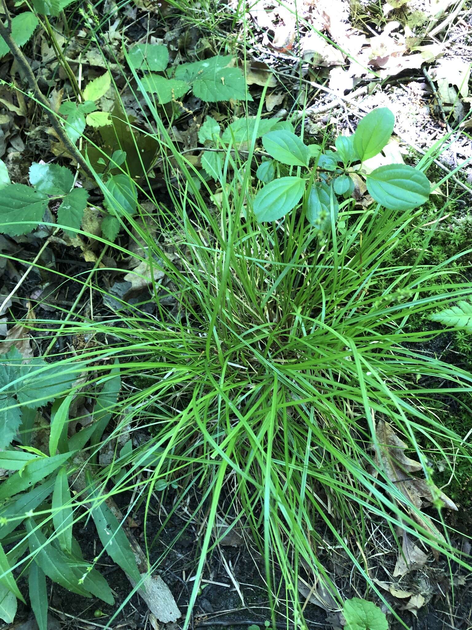 Image of Weak Stellate Sedge