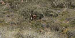 Image of Cuvier's Gazelle