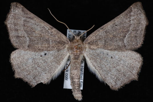 Image of <i>Prochoerodes amplicineraria</i> Pearsall 1906