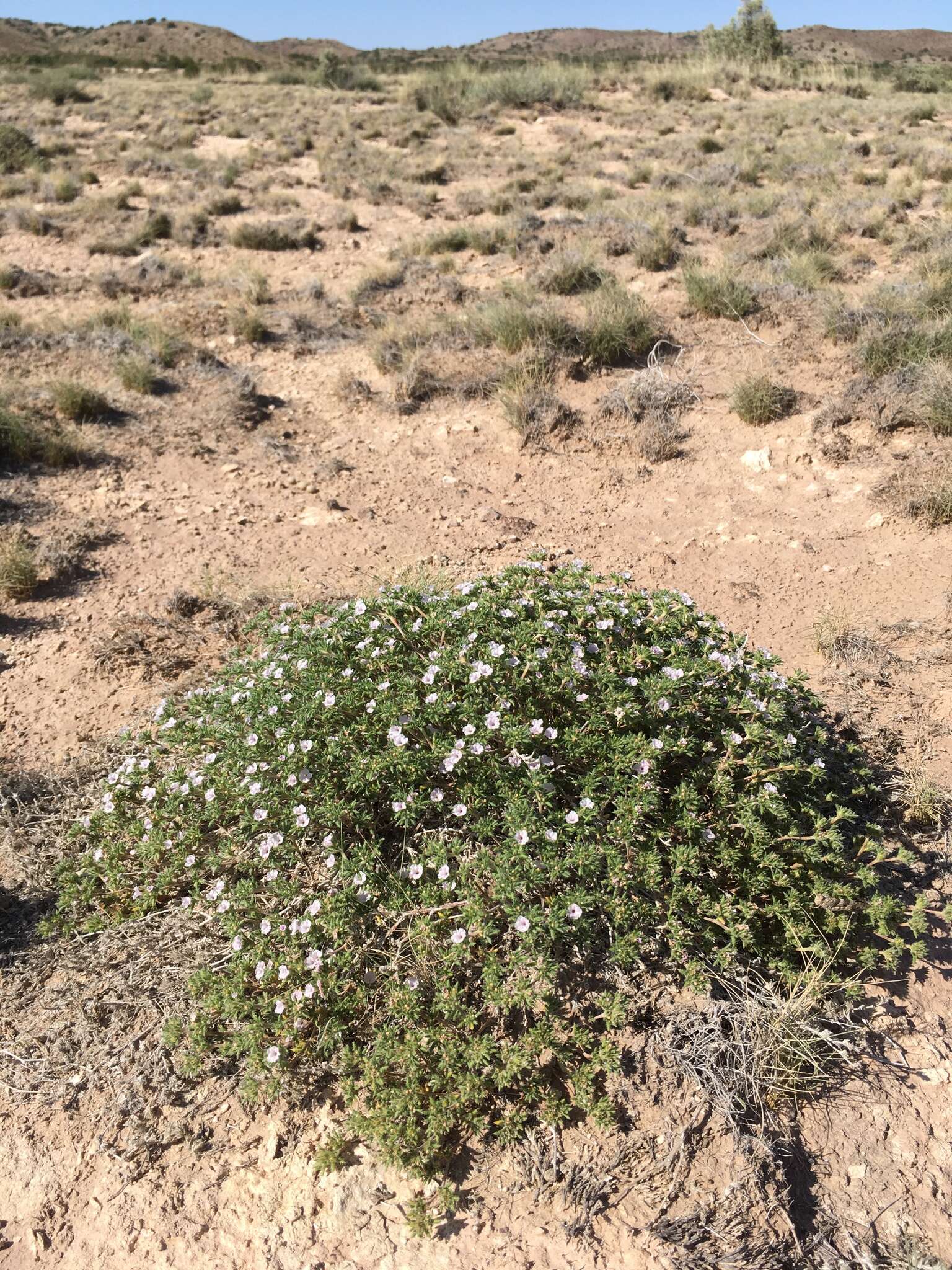 Image of hairy crinklemat