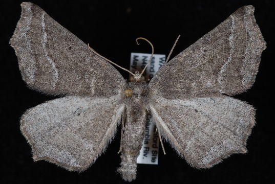 Image of <i>Prochoerodes amplicineraria</i> Pearsall 1906