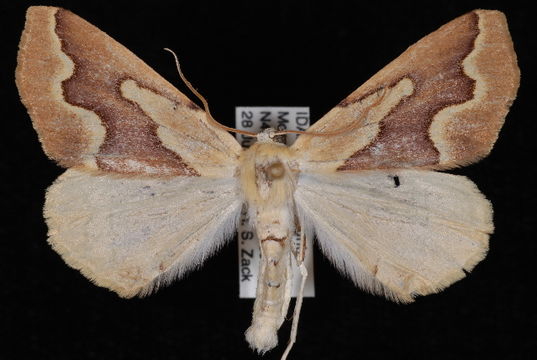 Image of <i>Sabulodes edwardsata</i> Hulst 1886
